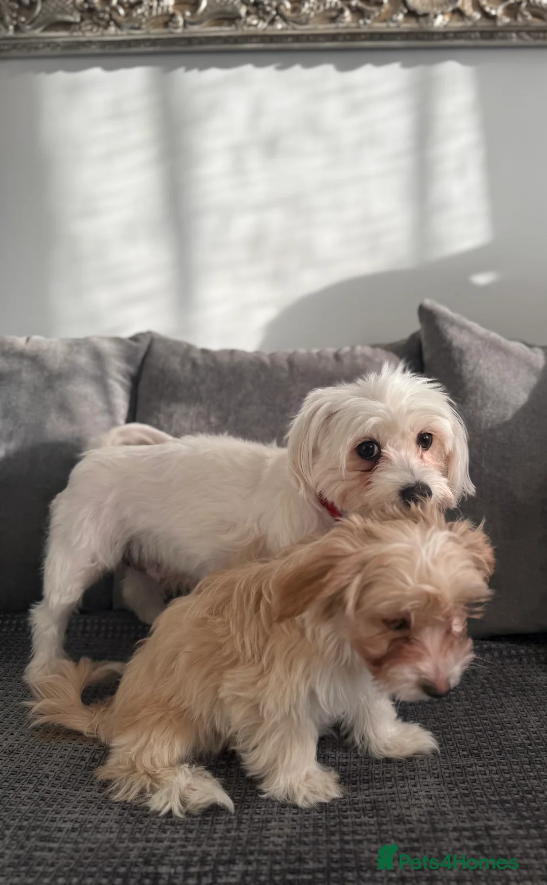Morkie dogs for sale: Beige morkie  - Advert 1