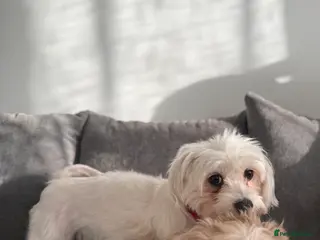 Morkie dogs Beige morkie - Advert 7