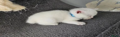Kitten 3