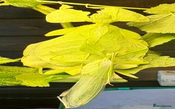 Stick Insects invertebrates for sale: Cryptophyllium limogesi nymphs (leaf insects) - Image 7