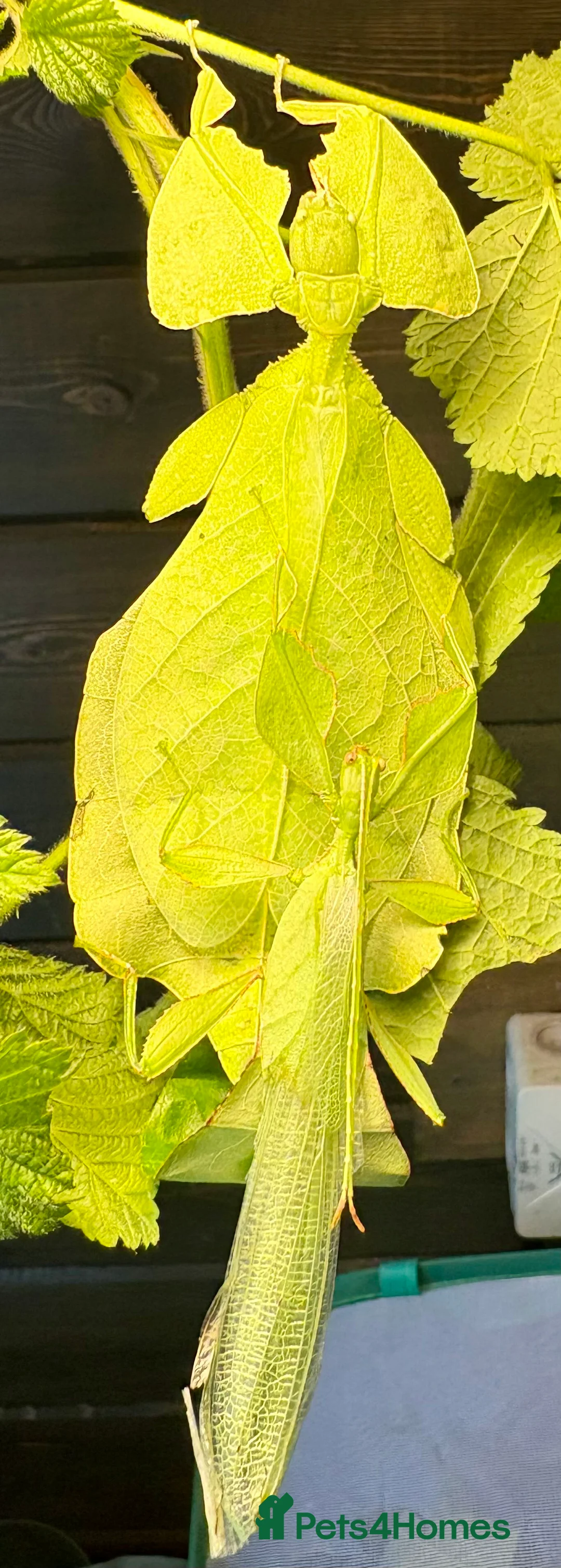 Stick Insects invertebrates for sale: Cryptophyllium limogesi nymphs (leaf insects) - Advert 7