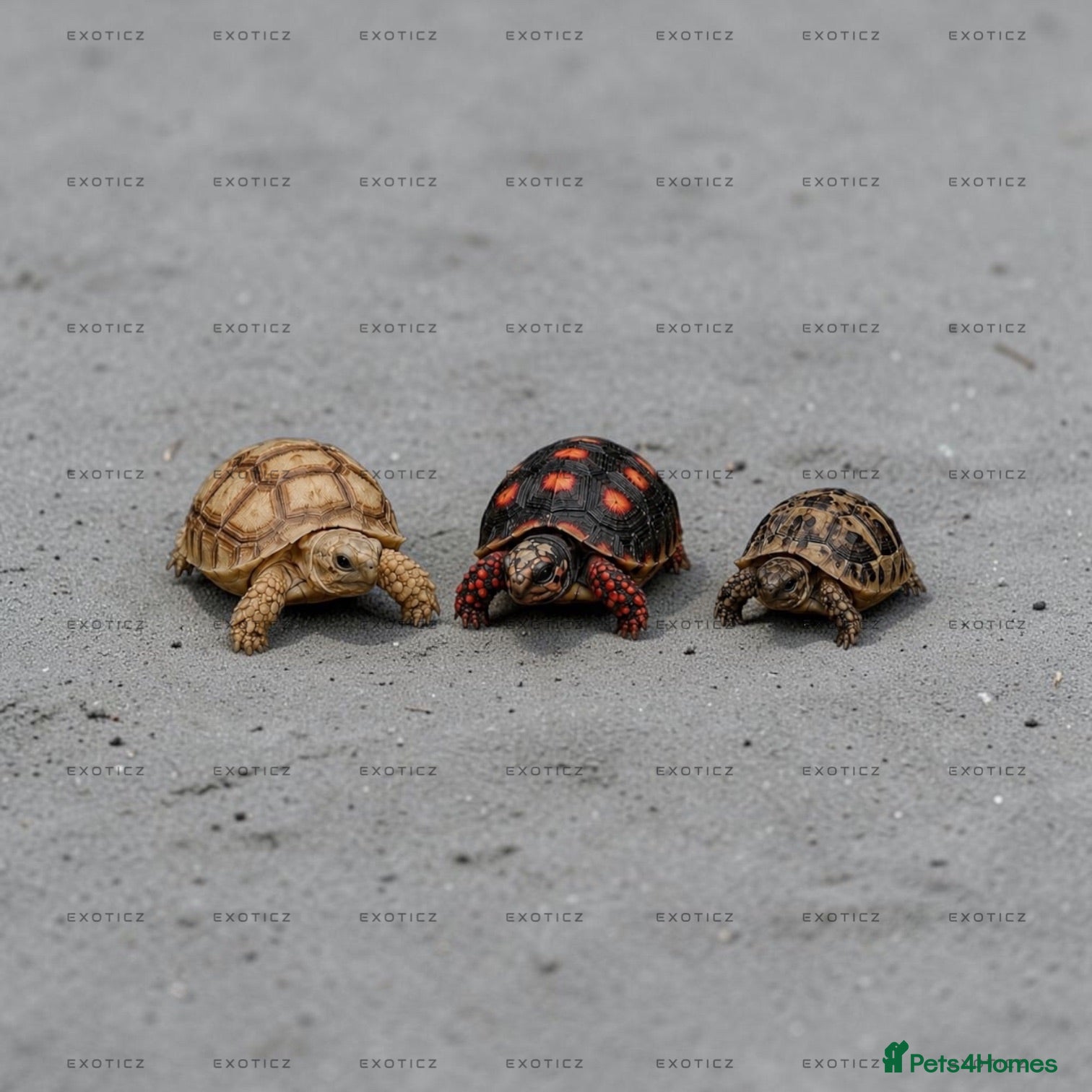 Tortoise reptiles 🐢 Tortoise Babies 🐢 - Advert 1