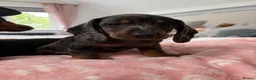 Dachshund dogs for sale: Mini dachshund  - Advert 3