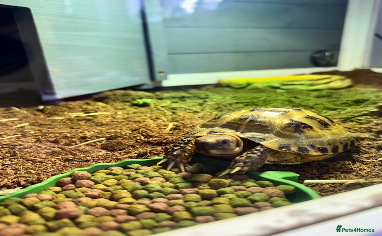 Tortoise reptiles 🐢 Horsefield Tortoise for Sale – 2–3 Years Old 🐢 - Advert 6