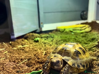 Tortoise reptiles 🐢 Horsefield Tortoise for Sale – 2–3 Years Old 🐢 - Advert 1
