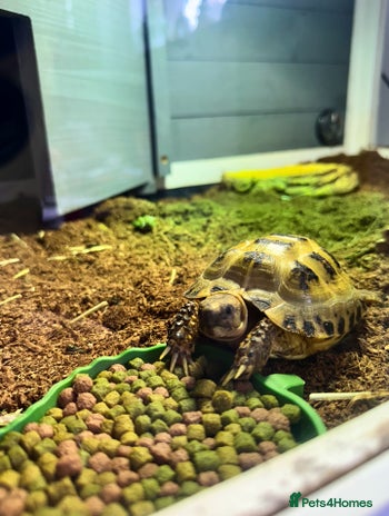 Tortoise reptiles 🐢 Horsefield Tortoise for Sale – 2–3 Years Old 🐢 - Advert 3