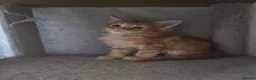 Maine Coon cats for sale: Maine Coon Red Tabby Gingers - Advert 18