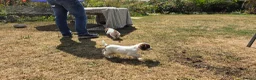 English Springer Spaniel dogs for sale: Springer Spaniel Puppies For Salee - Advert 3