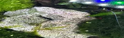 Shrimps fish for sale: Blue dream/cherry shrimp and juvenile plecos - Advert 3