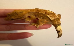 Gecko reptiles for sale: Stunning tangerine cappuccino crested gecko  - Advert 7