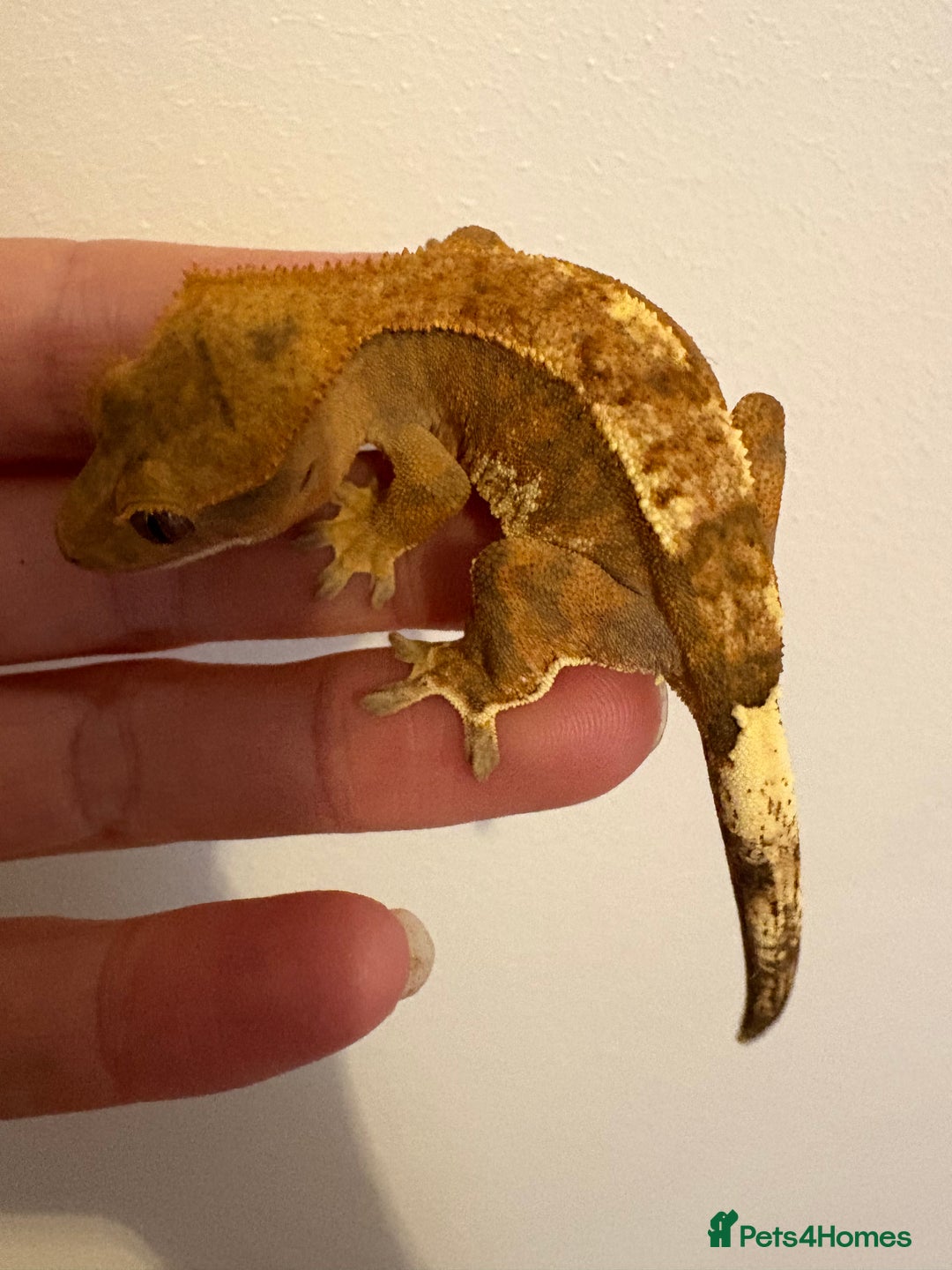 Gecko reptiles for sale: Stunning tangerine cappuccino crested gecko  - Advert 7