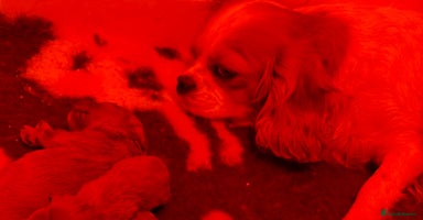 Cavapoo dogs DNA Cavapoo’s pups - Advert 1