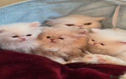 Persian cats for sale: Snow persian kitten  boy - Image 15