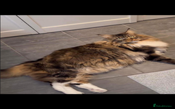 Maine Coon cats for sale: Main coon Russian  - Image 7