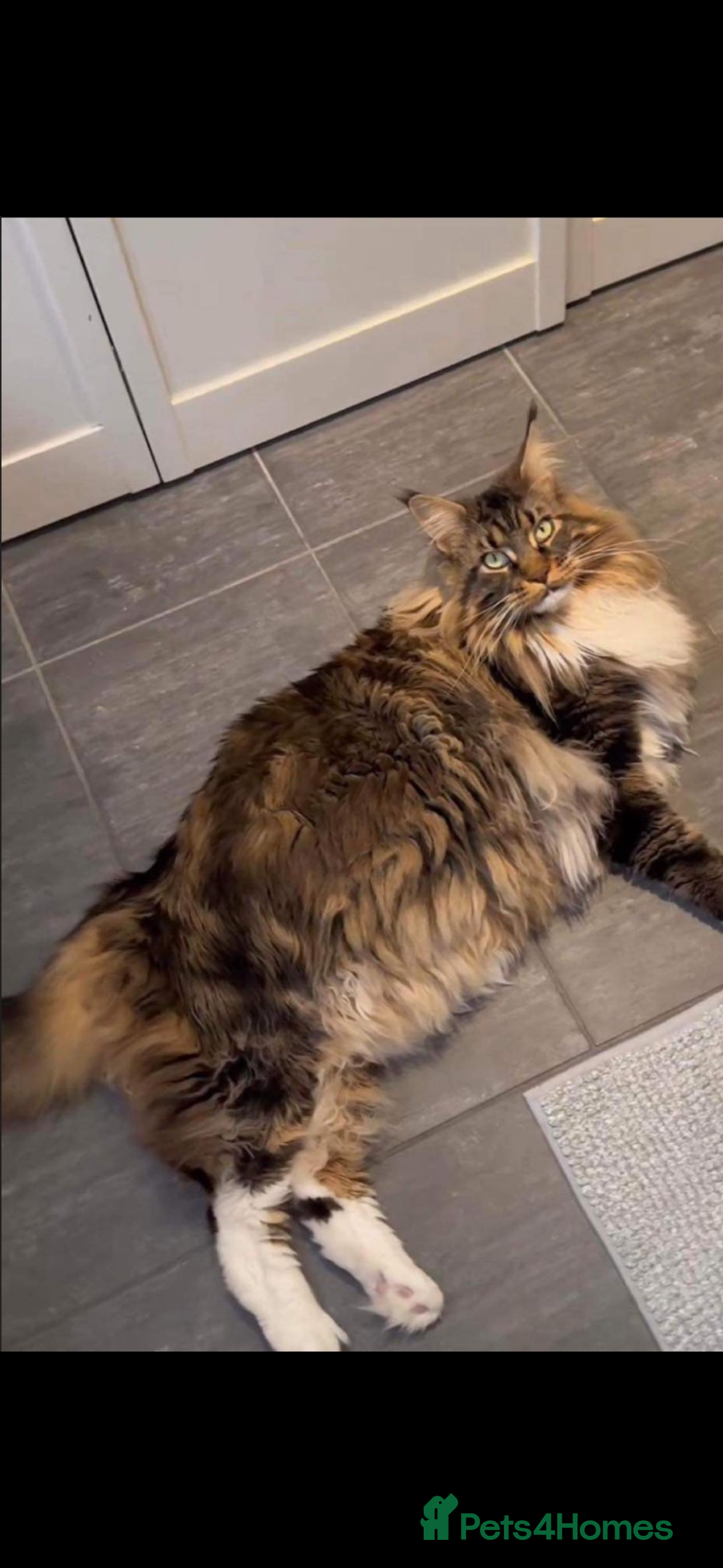Maine Coon cats for sale: Main coon Russian  - Image 7