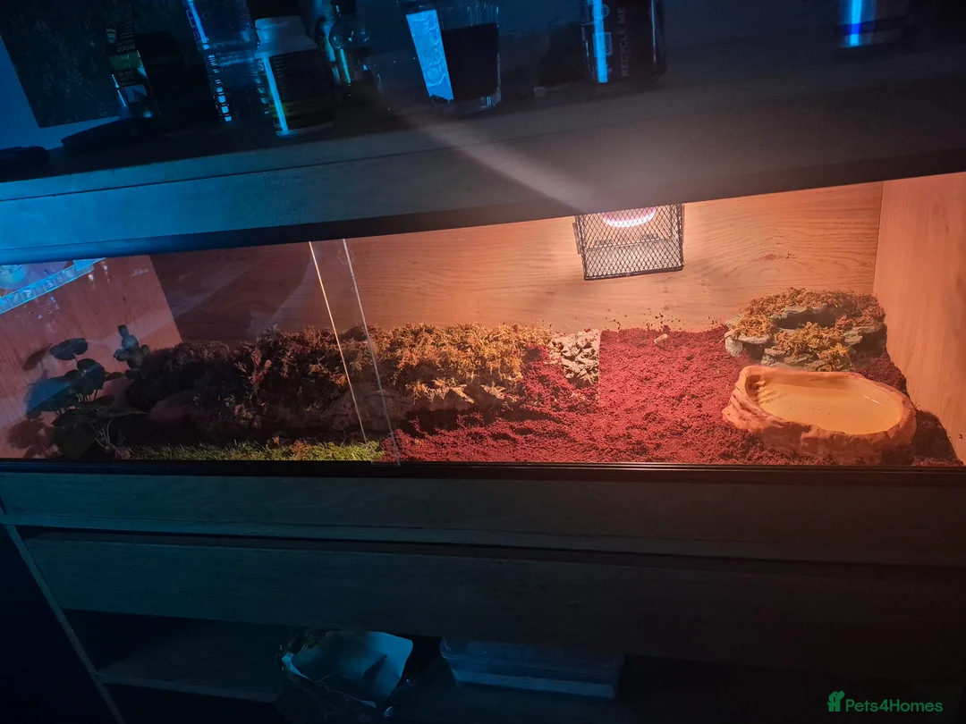 Leopard Gecko reptiles for sale: Leopard gecko and everything - Advert 1