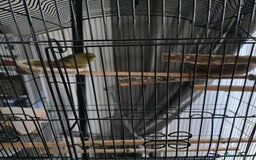 Canaries birds for sale: Pair of canaries forsale  - Image 1