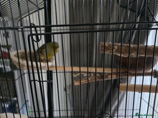 Canaries birds - Advert 23