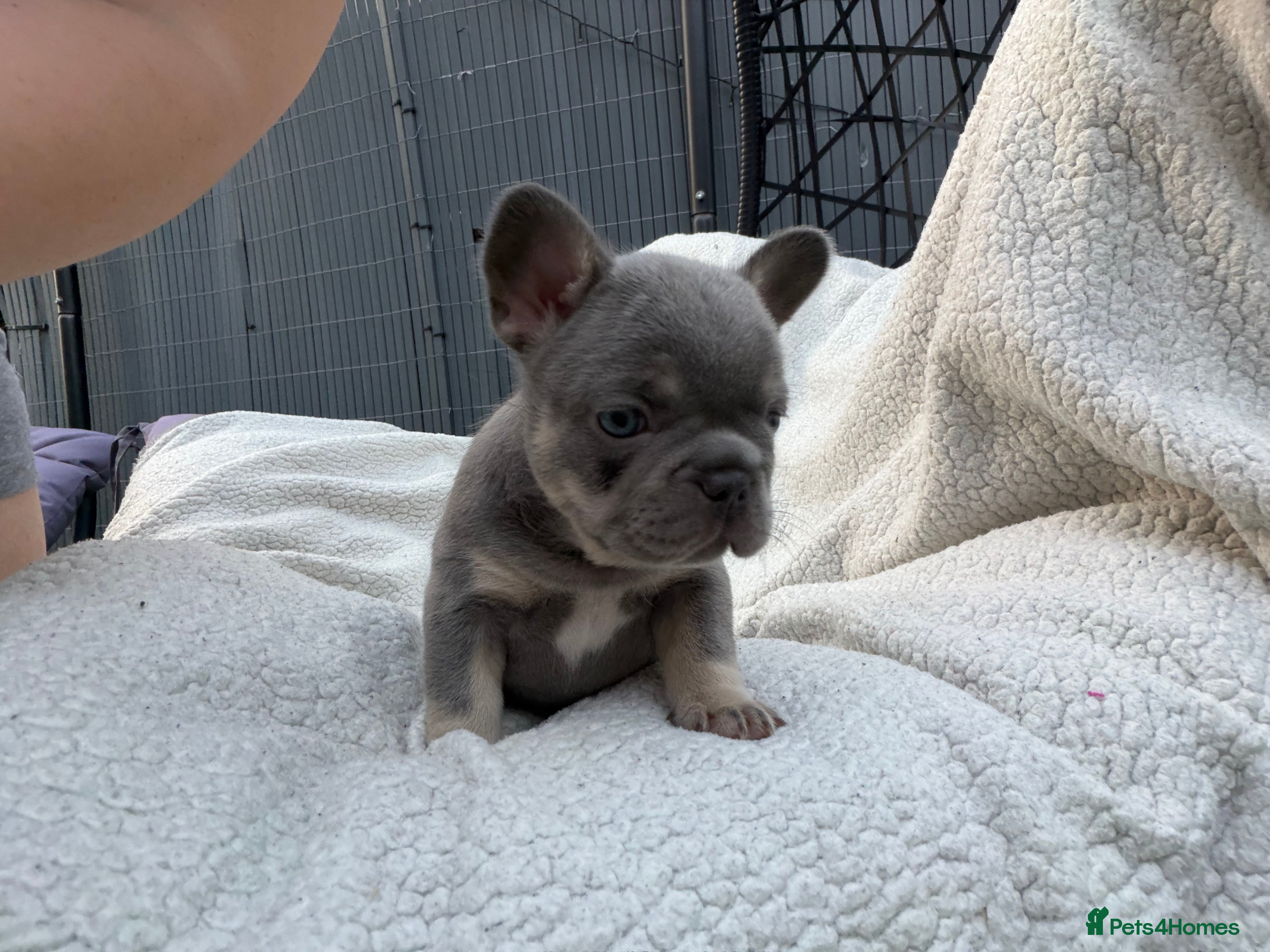 French Bulldog dogs 5 weeks old french bulldog puppies for sale - Advert 2