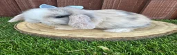 Mini Lop rabbits for sale: Beautiful purebred mini lops ready to reserve  - Advert 24