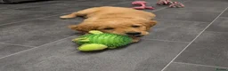 Golden Retriever dogs for sale: KC Golden retriever  - Advert 4