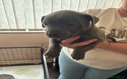 Staffordshire Bull Terrier dogs for sale: Staffordshire bull terrier puppies  - Image 11