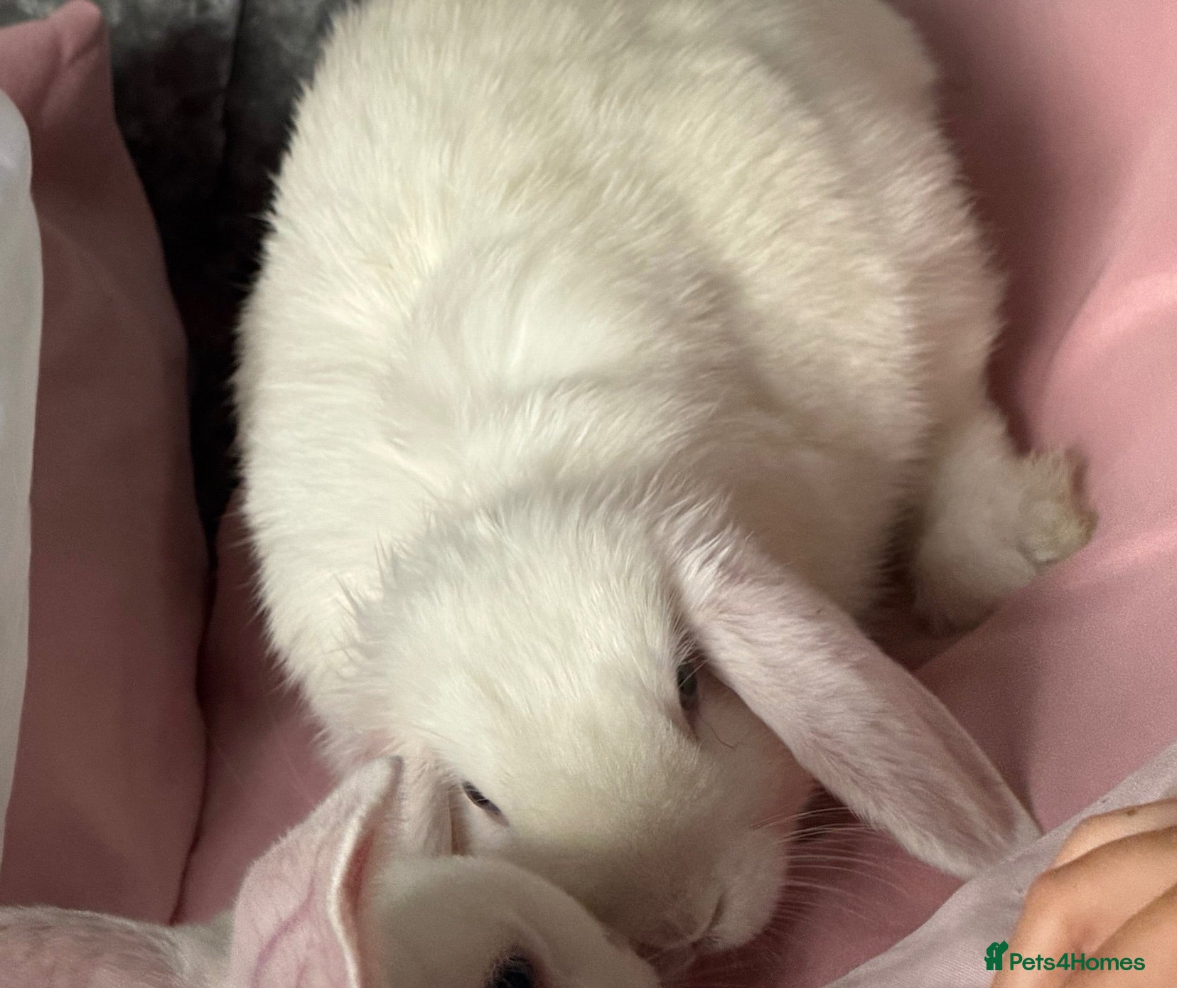 Mini Lop rabbits Rabbits - Advert 1