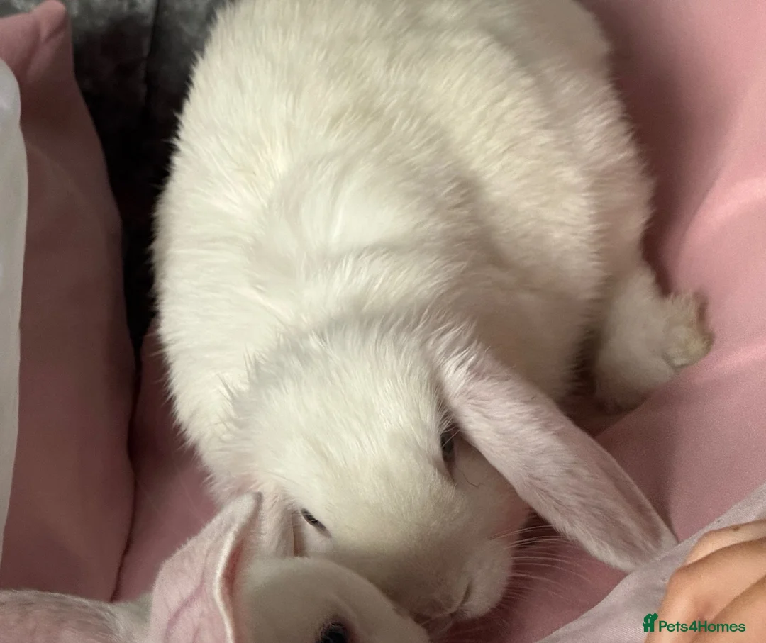 Mini Lop rabbits for sale: Rabbits in Heywood - Advert 1