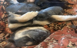 French Bulldog dogs for sale: Beautiful French bulldog girls (ready now) - Image 21