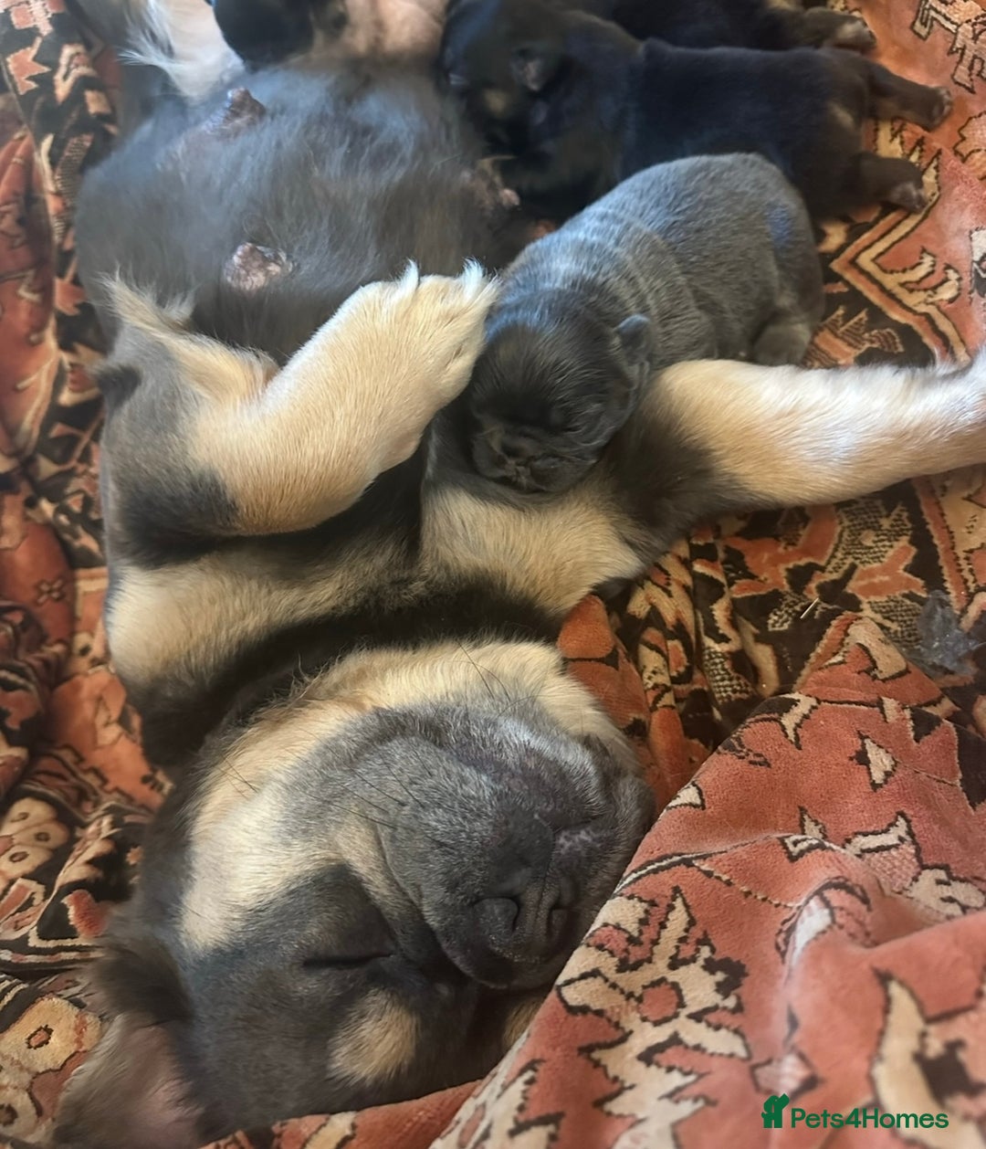 French Bulldog dogs for sale: Beautiful French bulldog girls (ready now) - Image 21