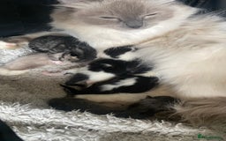 Mixed Breed cats for sale: Mixed breed ragdoll kittens  - Image 6