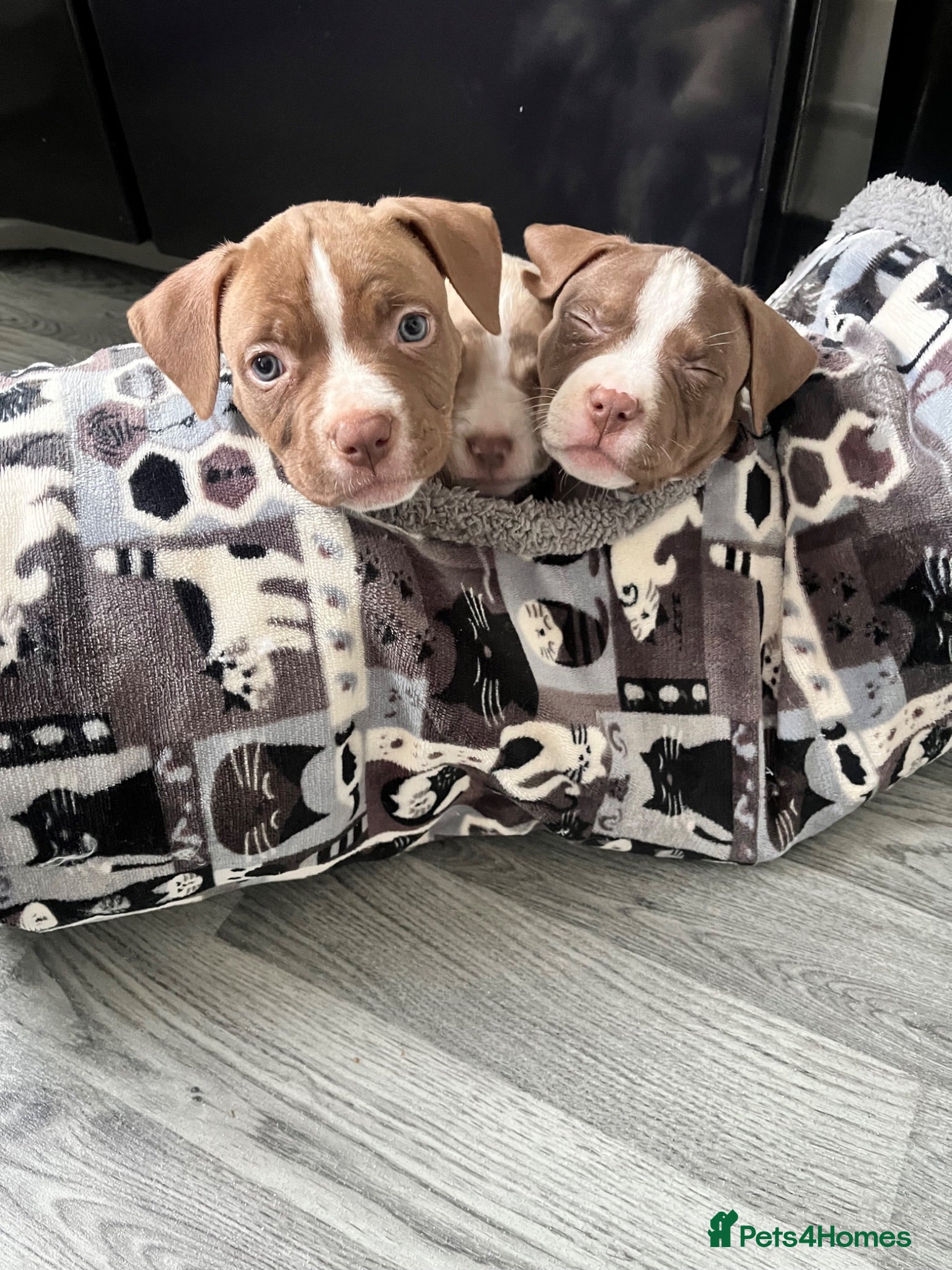 Mixed Breed dogs 3 gorgeous girls - Advert 2