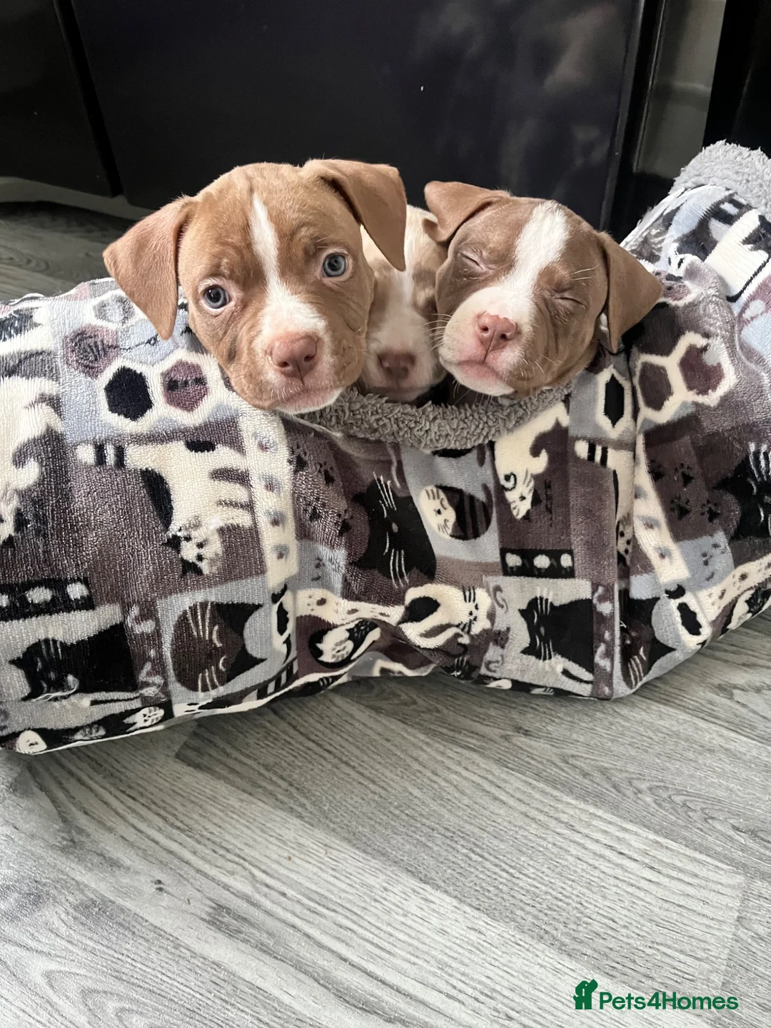 Mixed Breed dogs for sale: 3 gorgeous girls in Preston - Advert 1
