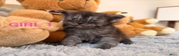 Maine Coon cats for sale: SHOW QUALITY MAINE COON KITTENS  - Advert 1