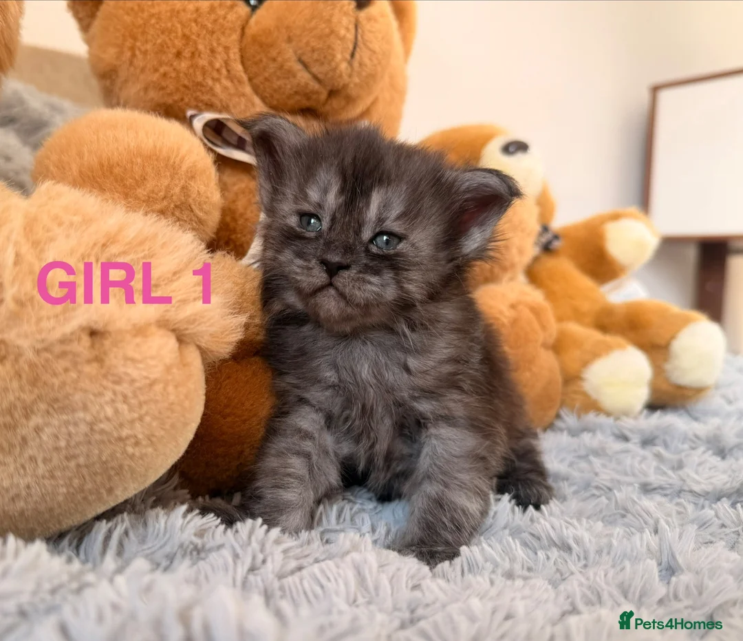 Maine Coon cats for sale: SHOW QUALITY MAINE COON KITTENS  - Advert 1