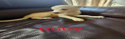 Siberian Husky dogs for sale: BEAUTIFUL SIBERIAN HUSKY PUPPIES  - Advert 7