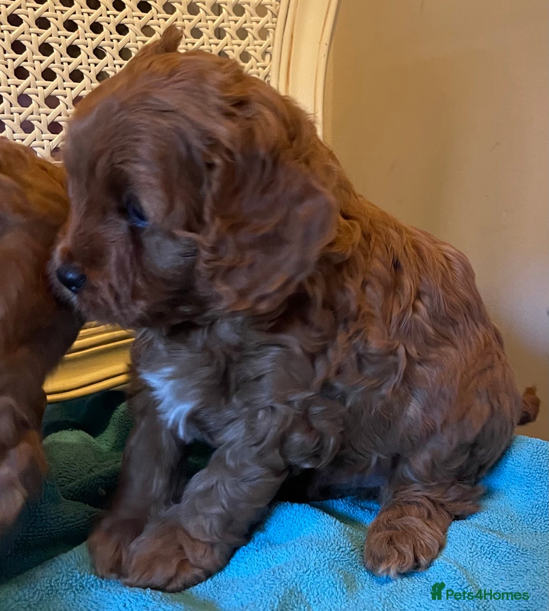 Cavapoo dogs for sale: F1b Cavapoooo  - Advert 27