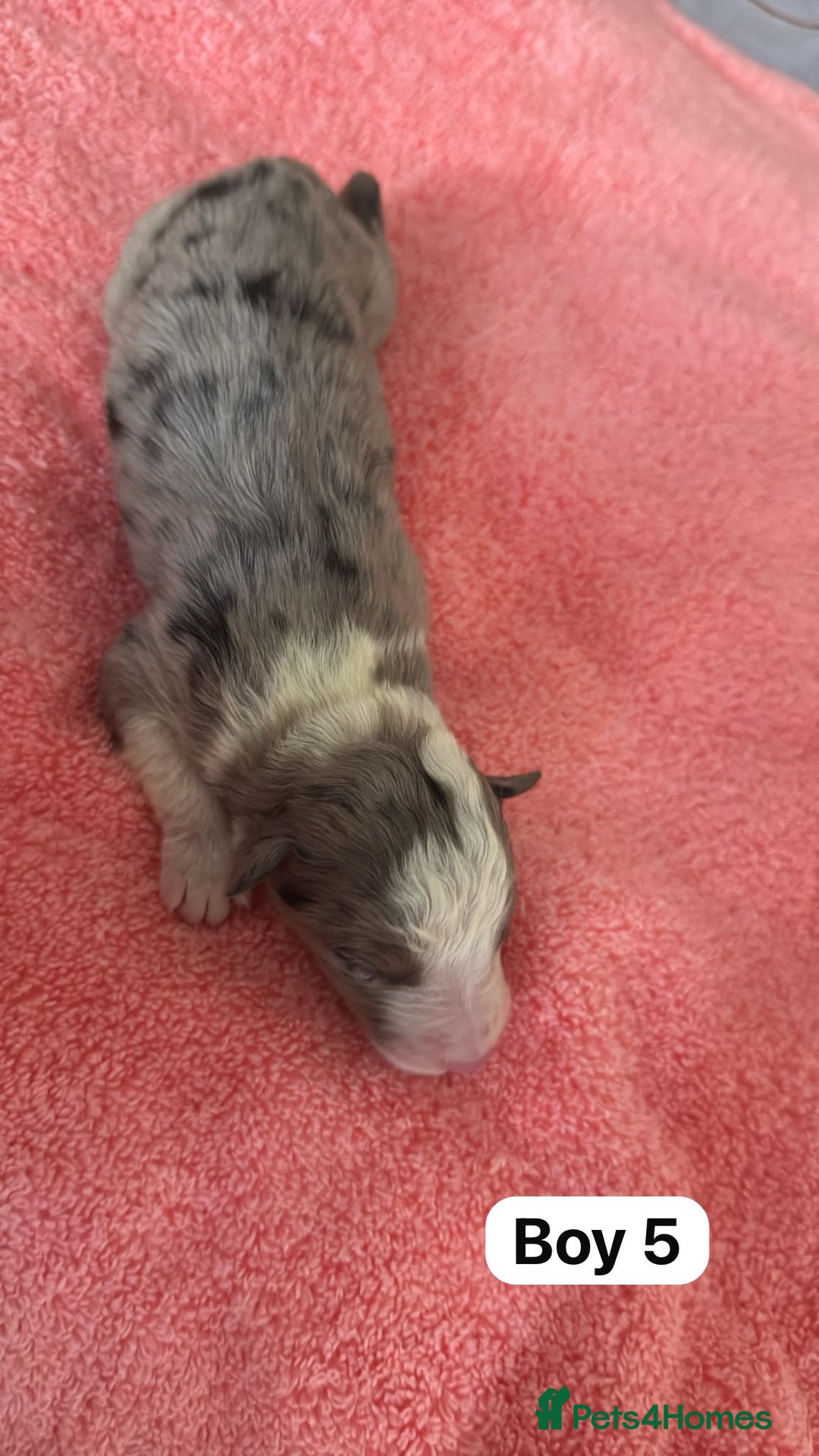 Border Collie dogs for sale: 10 border collies for sale  - Image 12