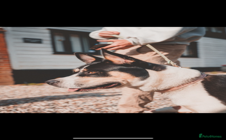 Mixed Breed dogs - Advert 2