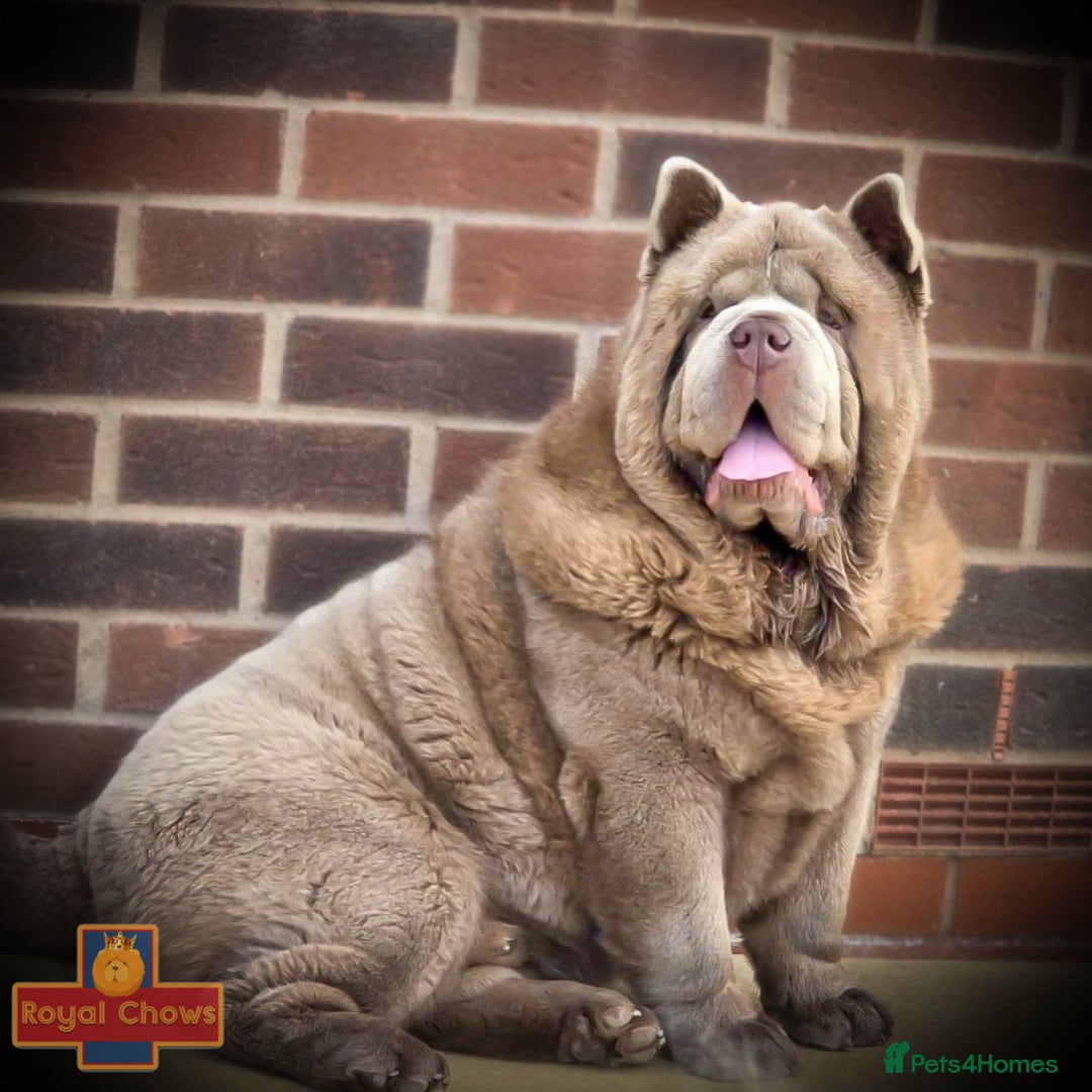 Chow Chow dogs for stud: Rare lilac smooth coat KC reg for stud  - Image 2