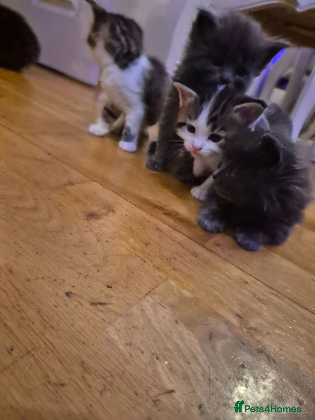 Maine Coon cats for sale: Half maincoon kittens for sale in Newport - Advert 2