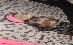 Cockapoo dogs for sale: black sable cockapoo girl  - Advert 37