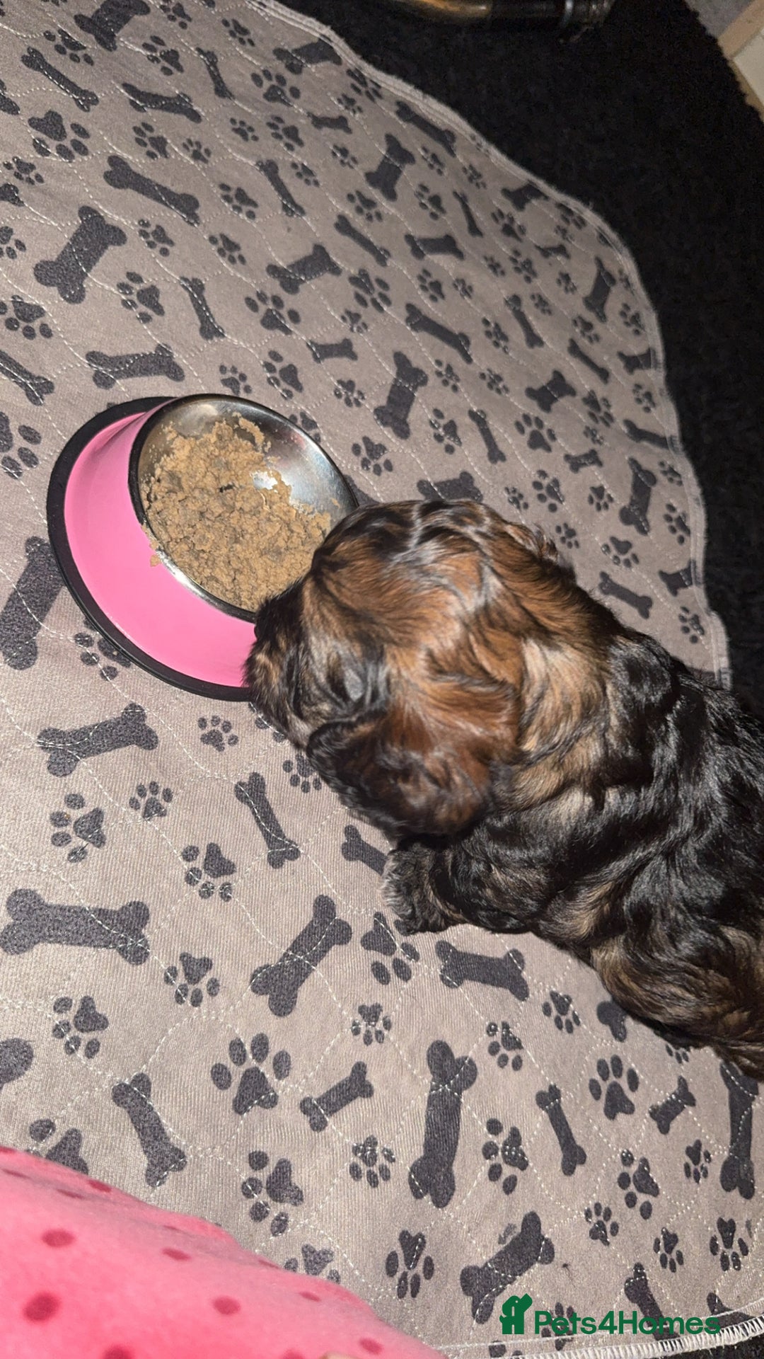 Cockapoo dogs for sale: black sable cockapoo girl  - Advert 37