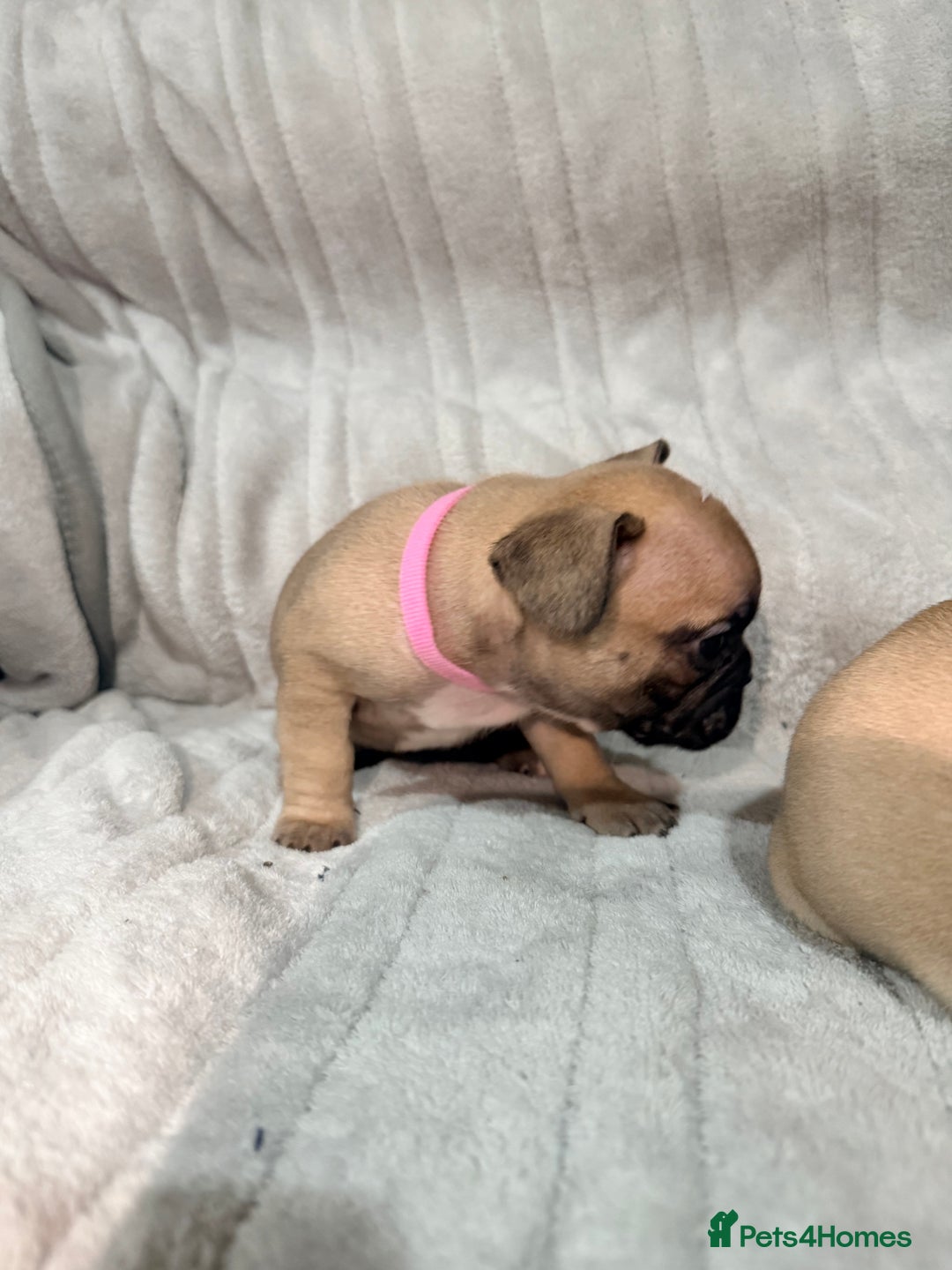 French Bulldog dogs for sale: Pedigree Mum Frenchy Pups-Gorgeous and ready soon! - Advert 22