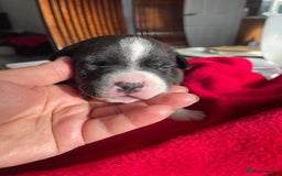 Staffordshire Bull Terrier dogs for sale: Mariusz  - Image 30