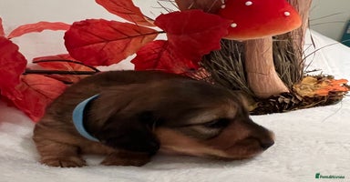 Miniature Dachshund dogs - Advert 7