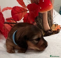 Miniature Dachshund dogs - Advert 7