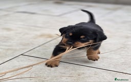 Rottweiler dogs for sale:  Long haired (fluffweilers ) last girl  - Image 10