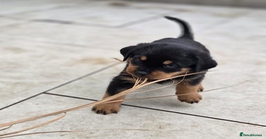 Rottweiler dogs - Advert 2