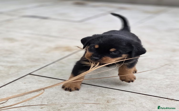 Rottweiler dogs - Advert 4